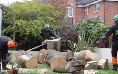 Tree Services For Your Home